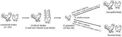 Comprehensive Analyses of circRNA Expression Profiles and Function Prediction in Chicken Cecums After Eimeria tenella Infection